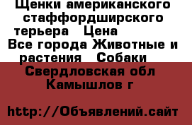 Щенки американского стаффордширского терьера › Цена ­ 20 000 - Все города Животные и растения » Собаки   . Свердловская обл.,Камышлов г.